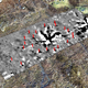 X marks the spot: a “magnetic anomaly” is evidence of a prehistoric lightning strike that may have inspired the location of a circular stone monument.